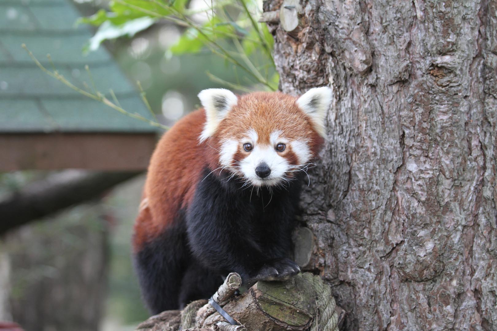 Red panda Ginger looking at the camera (eye-contact). IMAGE: Amy Middleton (2022)